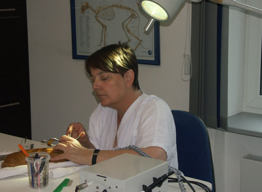 Tierärztin Daniela Gendrung-Schaffmeister